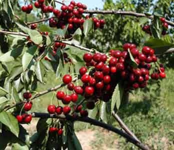 خرید نهال آلبالو مونت مورنسی