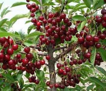 خرید نهال آلبالو خوشه ای مورلو