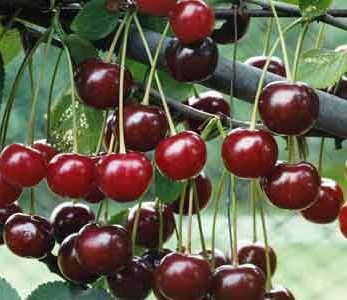 خرید نهال آلبالو محلی
