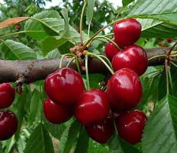 خرید نهال آلبالو مجاری پیش رس