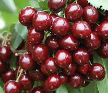 خرید نهال آلبالو مجارستانی دیررس