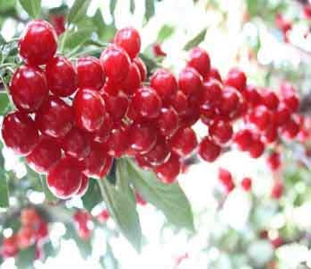 خرید نهال آلبالو گیسی