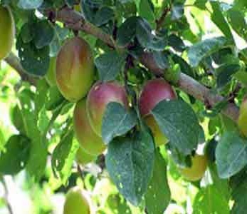 خرید نهال آلو تنسگل