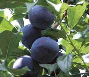 خرید نهال الو زرد استنلی
