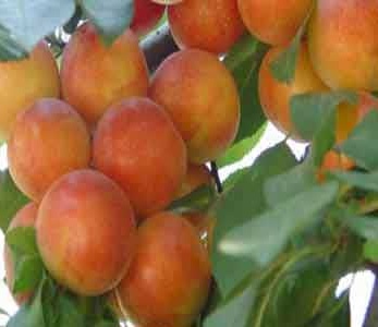 خرید نهال آلو هاوران