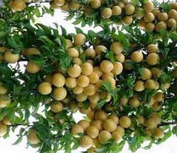 خرید نهال آلو قطره طلا