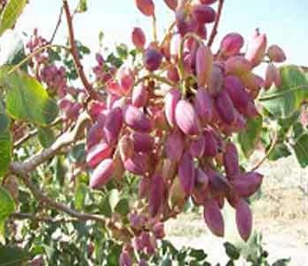 قیمت نهال پسته نوق