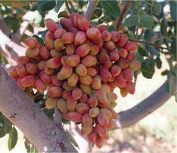 قیمت نهال پسته کله قوچی