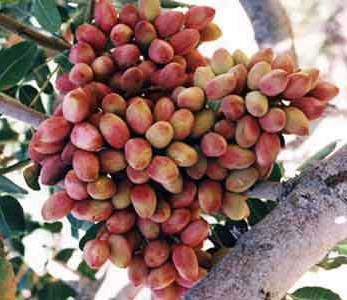 قیمت نهال پسته فندقی غفوری
