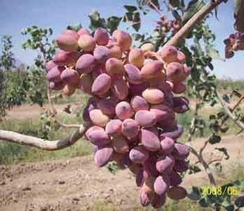 قیمت نهال پسته شاه پسند
