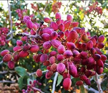 قیمت نهال پسته اوحدی