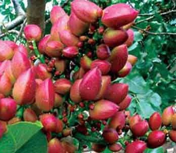 قیمت نهال پسته اکبر ممتاز