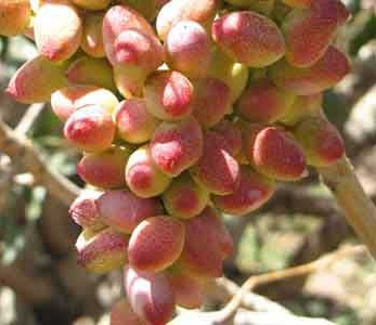 قیمت نهال به اصفهان - به کوزه ای