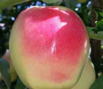 خرید نهال سیب رندرز