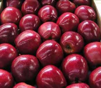 خرید نهال هلو فرانسه پیش رس