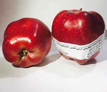 خرید نهال سیب رد چیف