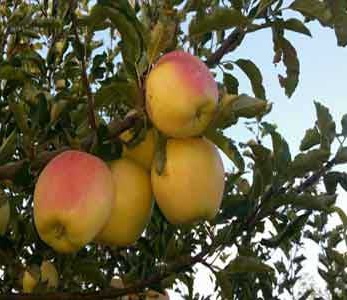 خرید نهال سیب گلدن دلیشز