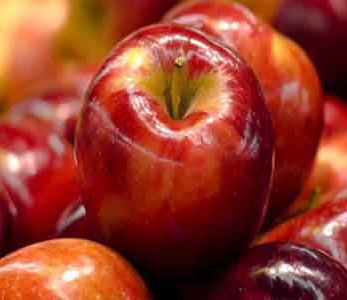 خرید نهال هلو کاظمی