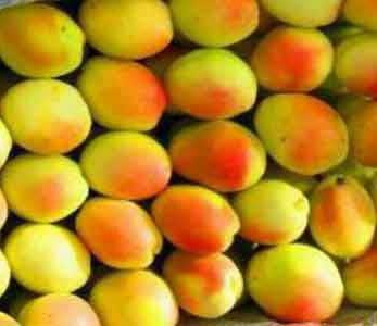 قیمت نهال زردآلو شاهرودی