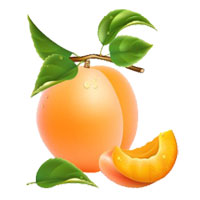 قیمت نهال زردآلو